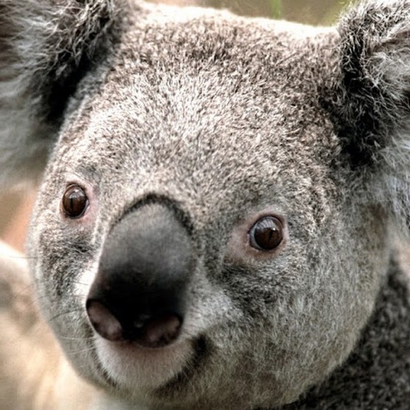 Meet your Posher, Brenna - Picture 1 of 1